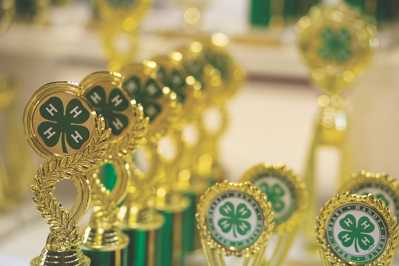 rows of trophies with the 4-H clover on them