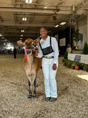 Tahlia with a Jersey heifer coming out of the showring