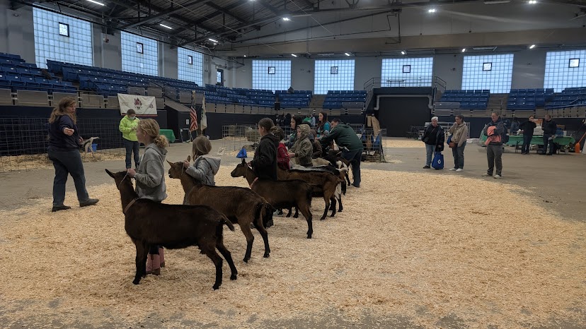 Line-up of youth working with goats in a ring 