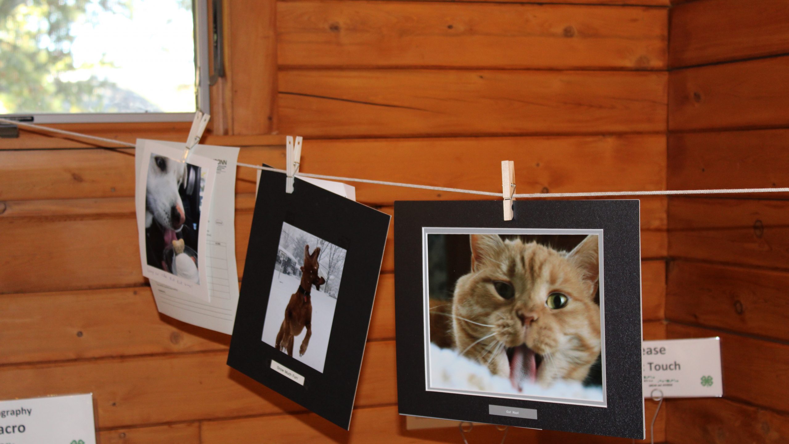 Photos sitting on a clothing line in front of a wooden wall
