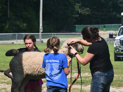 Sheep on stand with two youth and adult
