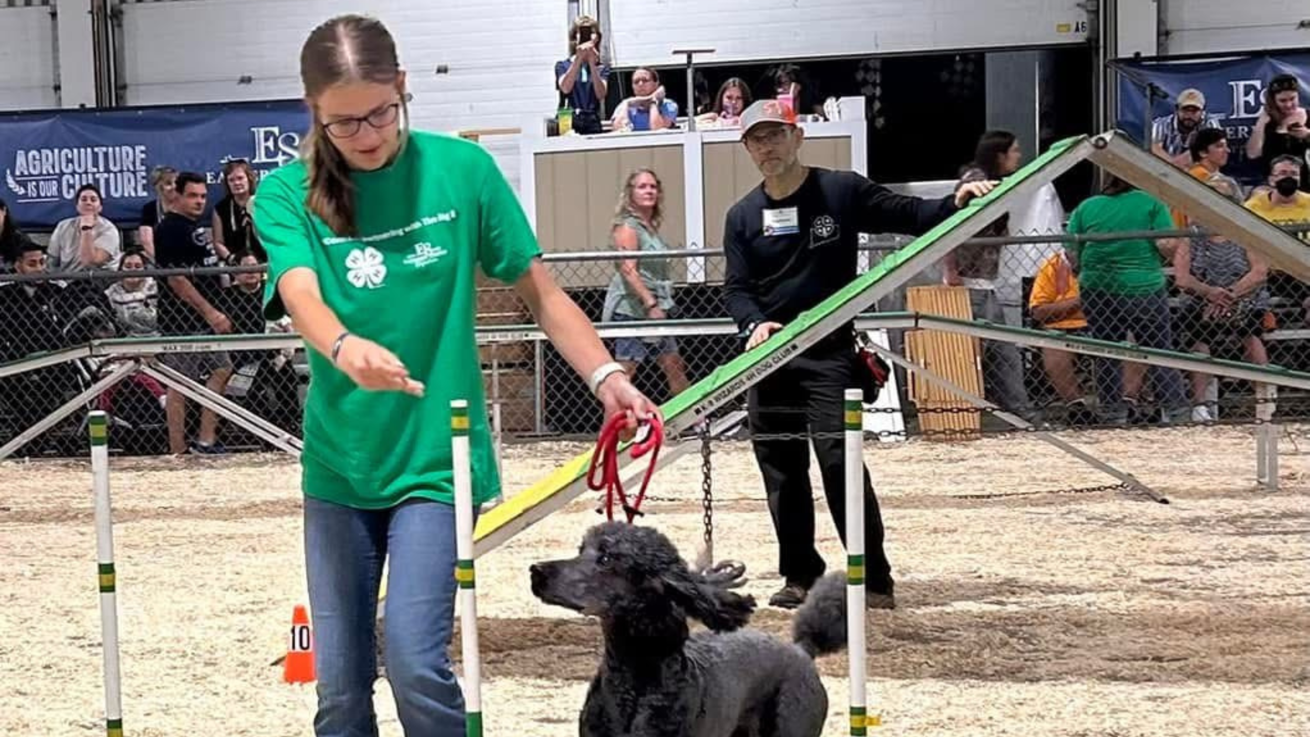youth with a black dog doing an agility course in a ring